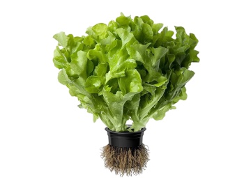 Салат Латук Травка с прилавка Канариоле 1 шт